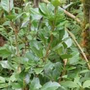 Doratoxylon apetalum . Bois de gaulette .sapindaceae.indigène Réunion. (1).jpeg